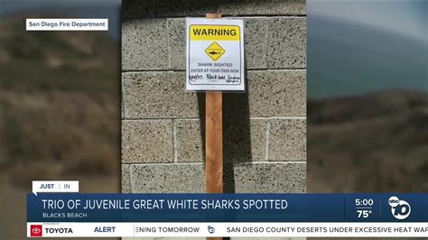 Three great white sharks spotted near Blacks Beach; advisory posted